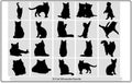 Cats silhouette,black silhouette of a cat,Set of cats Silhouettes,Cats collection - vector silhouette Royalty Free Stock Photo