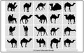 Camel Silhouettes,Black Camel Illustration,Camel icon silhouette,Silhouettes of camels with camel drovers Royalty Free Stock Photo