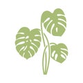 Monstera delicosa plant leaves icon.