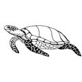 Sea turtle. Drawing with black lines, marker. Royalty Free Stock Photo