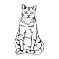 cute cat in a sitting position. Royalty Free Stock Photo