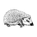 Hedgehog. Side view. Drawing with black lines, marker, line art. Royalty Free Stock Photo