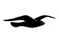 Seagulls bird, animal Silhouette Royalty Free Stock Photo