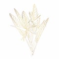 Strelitzia bouquet hand drawing golden flower. Minimal art flower on white backgroud. Royalty Free Stock Photo