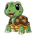 Cute baby turtle a smile Royalty Free Stock Photo