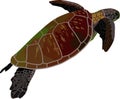 Sea Turtle Water Animal Vector Royalty Free Stock Photo