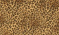 Leopar vector pattern. Stylish design skins for printing clothes, fabrics. Royalty Free Stock Photo