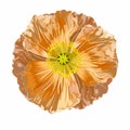 California Poppy, Iceland poppy, Poppy Flower, Golden, Pastel Poppies Illustration. Royalty Free Stock Photo