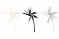 Set of different flowers strelitzia on white background. Line art bird of paradise flower illustration. Royalty Free Stock Photo