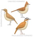 Cute Bird Hornero Set Cartoon Vector