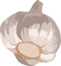 White Garlic Seasoning Plant Vector