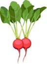Red Radish Vegetable Plant Vector Illustration Royalty Free Stock Photo