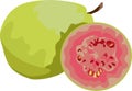 Guava Fruit Plant Vector Illustration Royalty Free Stock Photo
