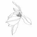 Clematis line blooming flowers isolated on white background. Realistic botanical drawing of gorgeous blossoming plant. Royalty Free Stock Photo