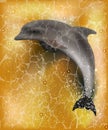 Dolphin greeting summer card. vector