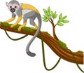 Cute capuchin monkey on a tree branch