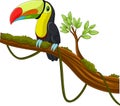 Cartoon toucan bird on a tree branch