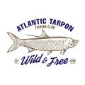 Atlantic Tarpon fish vector illustration, perfect for t shirt design and fishing club logo design