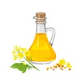 Mustard oil in glass bottle, plant and seeds isolated on white. Royalty Free Stock Photo