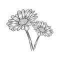 Free vector beautiful daisy flower engraved illustrations