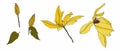 Yellow clematis line blooming flowers isolated on white background. Realistic botanical drawing of gorgeous blossoming plant set. Royalty Free Stock Photo