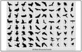 Flying birds silhouettes on white background. Vector illustration,Collection of different birds silhouettes position Royalty Free Stock Photo