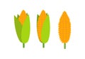 Green corn cob with leaf, ear golden corn, grain sweet corn, cob vegetable plant, white seed popcorn flat style element icon Royalty Free Stock Photo