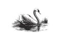 Swan portret. VEctor illustration