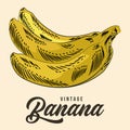 Vintage Hand Drawing Banana Fruit Sketch Vector Stock Illustration Color Royalty Free Stock Photo