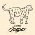 Vintage Hand Drawing Jaguar Sketch Vector Stock Illustration