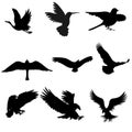 Set of differents birds silhouette vector illustration Royalty Free Stock Photo