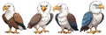 vector eagle and its silhouette, Bald eagle vector design, Bald eagle illustration