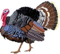 Turkey Bird Animal Vector