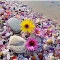 White daisies and colorful pebbles