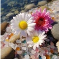 White daisies and colorful pebbles