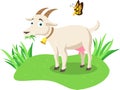 Vector cartoon goat eating grass on the grass Royalty Free Stock Photo