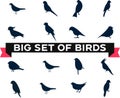 Birds silhouettes and new birds icon designs