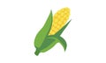 Simple corn clipart vector illustration. Cute corn or corncob cartoon style. Corn maize sign icon. Organic food vegetables concept