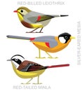 PrintCute Bird Leiothrix Minla Mesia Set Cartoon Vector