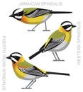 Cute Bird Spindalis Set Cartoon Vector Royalty Free Stock Photo
