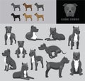 Dog Cane Corso Cartoon Vector Illustration Color Variation Set Blue Coat Royalty Free Stock Photo