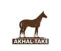 AKHAL-TAKE GREAT STRONG HORSE STANDING