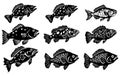 set bundle of grouper fish vector, grouper fish illustration icon. Grouper fish silhouette Royalty Free Stock Photo