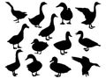 Set of duck silhouette vector art on a white background