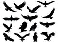 Set of eagle silhouette vector art on a white backrgound