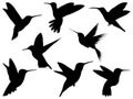 Set of hummingbird silhouette vector art on a white background Royalty Free Stock Photo