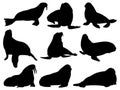 Set of walrus silhouette vector art on a white background Royalty Free Stock Photo