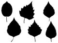 Set of birch leaves silhouette vector art on a white background