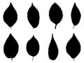 Set of elm leaves silhouette vector art on white background