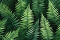 Fern font leafs tropical forest vector isolated. colourful leaves background, flat design.GenerativeAI. Royalty Free Stock Photo